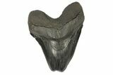 Giant, Fossil Megalodon Tooth - Feeding Damaged Tip #168034-1